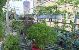 Nữ giảng viên dỡ mái nhà để trồng đủ loại rau