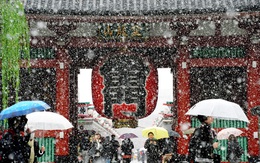 Tokyo lần đầu có tuyết giữa tháng 11 trong hơn nửa thế kỷ