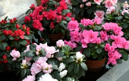5 loại hoa chịu rét tốt để ban công rực rỡ khi đông về