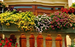 Ngôi nhà phủ kín hoa triệu chuông tuyệt đẹp ở Quảng Ninh