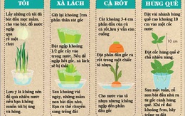 10 loại rau củ trồng từ gốc bỏ đi, lớn nhanh vùn vụt, ăn cả năm chả hết