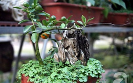 Quất bonsai bé tí giá hàng chục triệu gây sốt