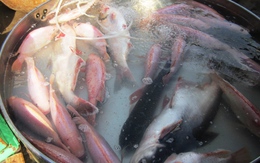 Tôm, cá nước ngọt tại chợ Sài Gòn tăng giá