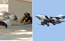 Máy bay chiến đấu hỏng nặng vì đâm phải chó
