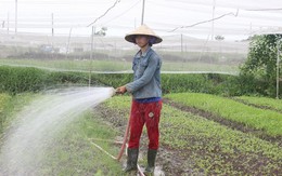 Cử nhân kĩ thuật máy tính trồng rau kiếm 20 triệu một tháng