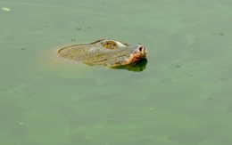 Nhiếp ảnh gia kể chuyện kỳ công "săn" ảnh cụ Rùa Hồ Gươm