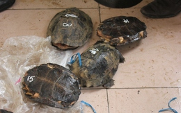 Tê tê, rùa quý hiếm được ngụy trang trong xe Carmry