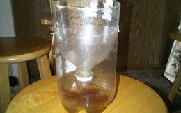 Ruồi muỗi khiếp vía không dám thò đầu vào nhà bạn chỉ nhờ thứ này