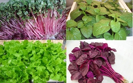 Tự trồng 5 loại rau mùa hè vừa dễ vừa mau thu hoạch