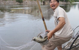 Người dân cất vó bắt cá sông Tô Lịch sau bão