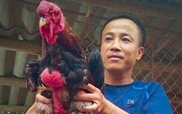 Chủ gà Đông Tảo đua nhau săn “hàng độc” phục vụ đại gia biếu Tết
