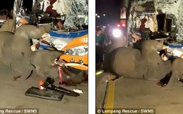 Thái Lan: Xe bus đấu đầu voi sổng chuồng, kết cục bi thảm