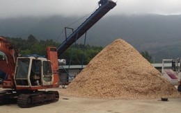 UBND tỉnh Thanh Hóa: Kiểm tra, giải tỏa các cơ sở gỗ dăm trái phép