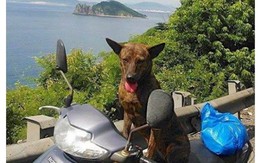 Thầy giáo nghèo lang thang khắp Sài Gòn để tìm lại con chó Phú Quốc bị mất