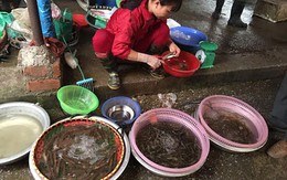 Tôm đắt kỷ lục, chợ Hà Nội lên cơn sốt