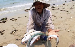 Tour du lịch “Cá – Thép” Formosa bị phản ứng kịch liệt