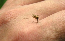 Ba con đường lây nhiễm chính của virus Zika