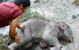 Voi con 500 kg chết dưới ao