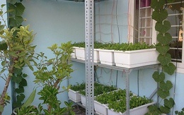 Vườn rau vỏn vẹn 8m² nhưng có tới 40 thùng rau các loại của bà mẹ trẻ ở Sài Gòn