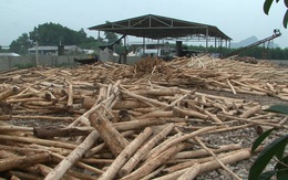 Nghệ An: Ai bảo kê cho một loạt xưởng gỗ dăm hoạt động “chui” hoạt động?