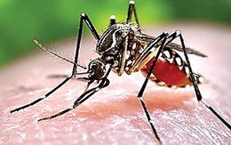 TP.HCM chính thức công bố dịch bệnh do virus Zika