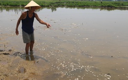 Đà Nẵng: Người dân lo lắng vì cá và lúa chết trắng đồng chưa rõ nguyên nhân