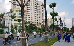 Hà Nội: Cây xanh chết la liệt trên đường Trần Hữu Dực
