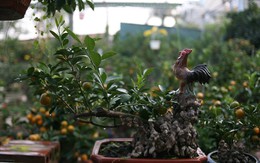 Quất bonsai mang hình "gà tiến Vua" hút khách dịp Tết