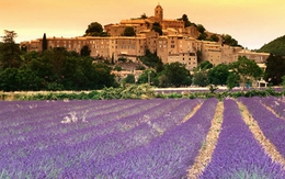 Thảo dược quý từ vùng Provence
