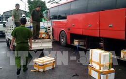 Tiêu hủy 900 kg cá đông lạnh hôi thối không rõ nguồn gốc