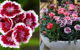 Cách trồng và chăm sóc hoa cẩm chướng nở đẹp vào đúng dịp Tết