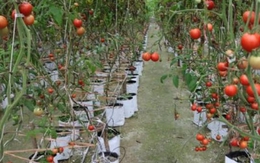 Vườn rau cao cấp trồng theo công nghệ Israel của nông dân Nghệ An