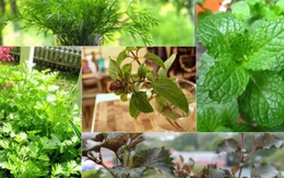 Tự trồng 6 loại rau thảo mộc hữu ích khiến hàng xóm "phát thèm"
