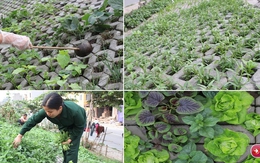 Hà Nội: Mãn nhãn vườn rau sạch dài gần 2km trồng trong hốc xi măng