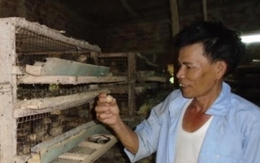Chỉ với 300m2, lão nông nuôi chim cút lãi ròng 1 triệu đồng/ngày
