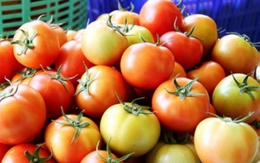Kiếm 3 triệu đồng/ngày nhờ trồng cà chua lạ, ngon, bổ, rẻ