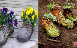 Trồng hoa trong giày dép cũ bỏ đi: Tưởng không hay mà hay không tưởng