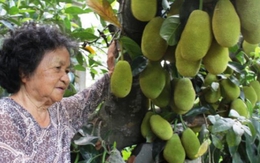 Cây mít Mã Lai 11 năm tuổi "oằn mình" gánh 500 quả dày đặc