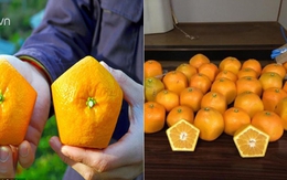 Cam Nhật hình ngũ giác mỗi vụ chỉ đưa ra thị trường vài trăm quả