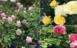 Vườn hồng ngoại tiền tỷ của cô gái dành hết tiền lương mỗi tháng đi mua hoa
