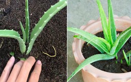 Mẹo trồng cây lô hội từ lá cực nhanh, có ngay chậu cây "trăm công dụng" trong nhà