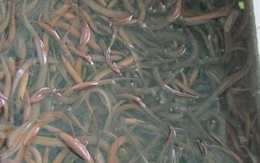 Kiếm 400 triệu đồng/năm từ nuôi lươn