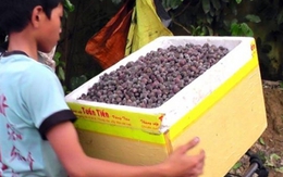 Đổ xô lên rừng hái sim, đút túi 700.000 đồng/ngày