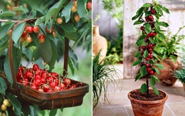 Học cách trồng cherry sai trĩu tại nhà, thu hoạch cả trăm quả ăn mãi chẳng hết