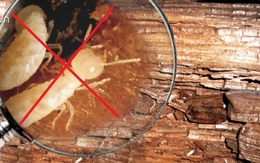 Đồ gỗ hàng chục năm không hỏng nhờ 4 cách diệt mối mọt "thần kì"