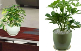 Cây ngũ gia bì: Loại cây "thần" xua đuổi muỗi, giúp tài lộc thăng tiến