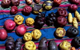 Vén màn bí mật màu sắc tím, đỏ, xanh, đen... của các loại khoai tây