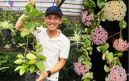 Vườn Cẩm cù đủ loại rực rỡ đáng ngưỡng mộ của chàng trai 9x xứ Huế mê hoa