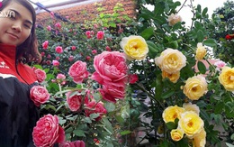 Vườn hoa hồng rộng hơn 1000m² của cô con dâu khiến mẹ chồng khó tính cũng phải yêu