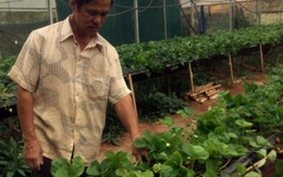 Ra nước ngoài vẫn tưới được vườn dâu ở Đà Lạt chỉ nhờ... điện thoại